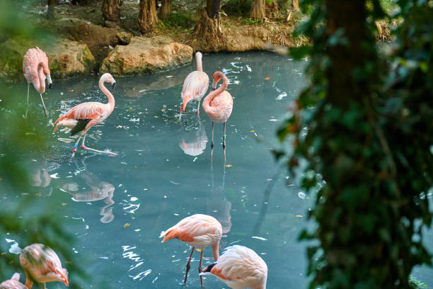 The greater flamingo (Phoenicopterus roseus)