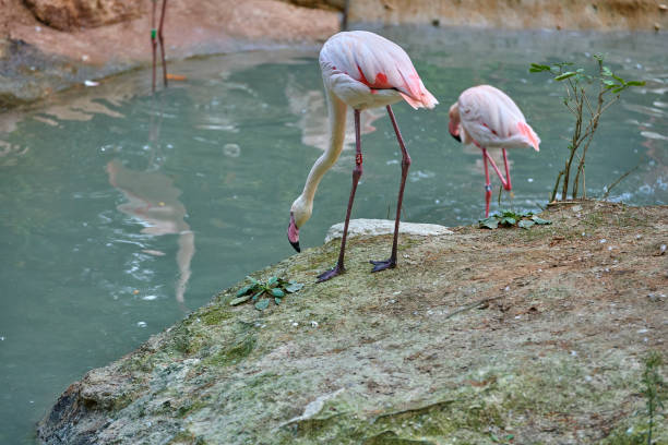istock The greater flamingo (Phoenicopterus roseus) 1082190168