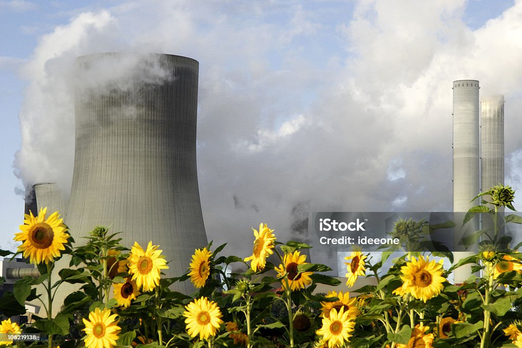 Sunflowers obok kominy fabryczne - Zbiór zdjęć royalty-free (Bez ludzi)