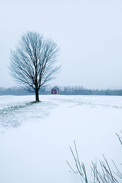 istock Lone Tree with Farmhouse in Background on Winter Day 108219164