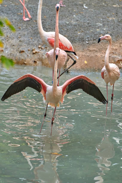 istock The greater flamingo (Phoenicopterus roseus) 1082191784