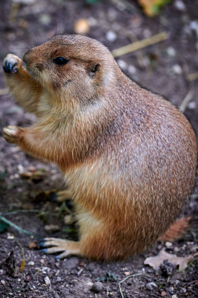 istock Arizona black-tailed prairie dog (Cynomys ludovicianus) 1082191978
