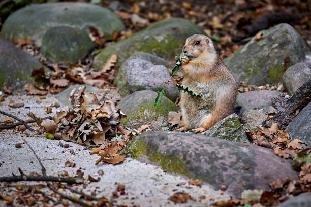 istock Arizona black-tailed prairie dog (Cynomys ludovicianus) 1082192178