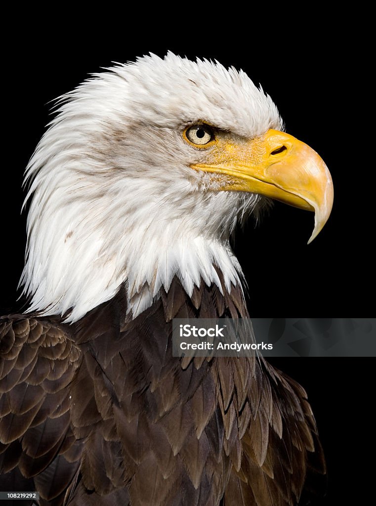 Kraft und Power - Lizenzfrei Weißkopfseeadler Stock-Foto