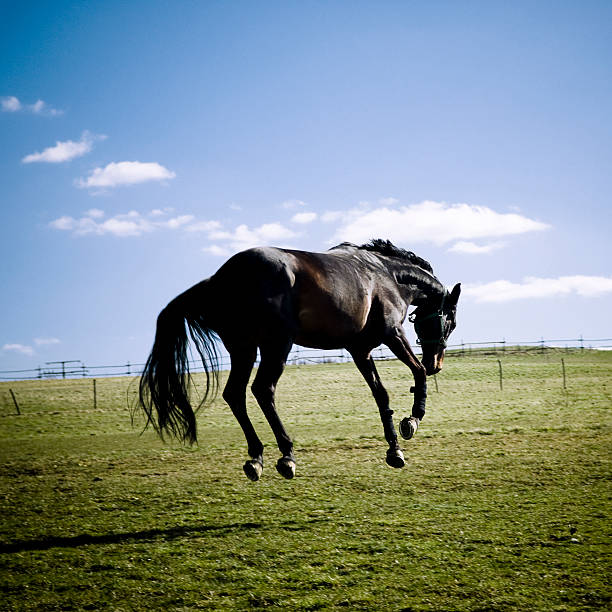 A horse grazing on a farm in Carlos Keen, Buenos Aires Province, Argentina