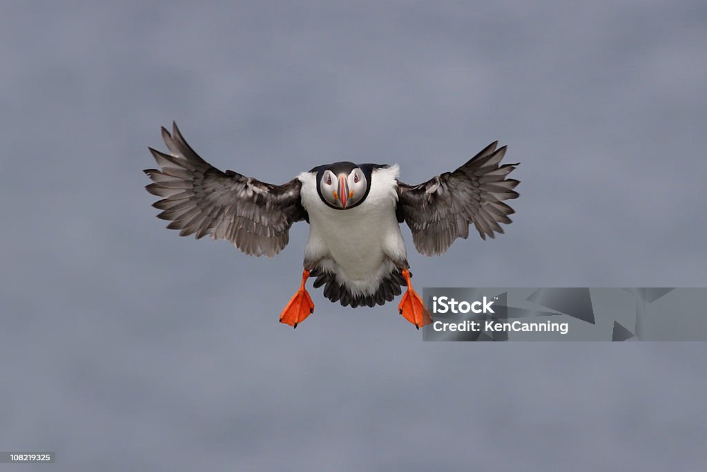 アトランティックツノメドリ海鳥飛ぶ - ツノメドリのロイヤリティフリーストックフォト