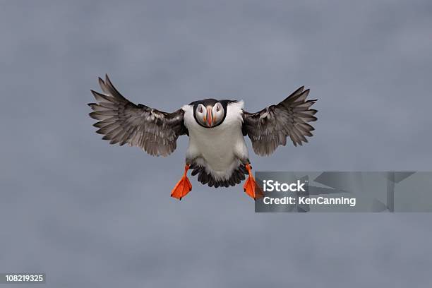 Атлантический Тупик Seabird Летающий — стоковые фотографии и другие картинки Птица тупик - Птица тупик, Приземляться, Птица