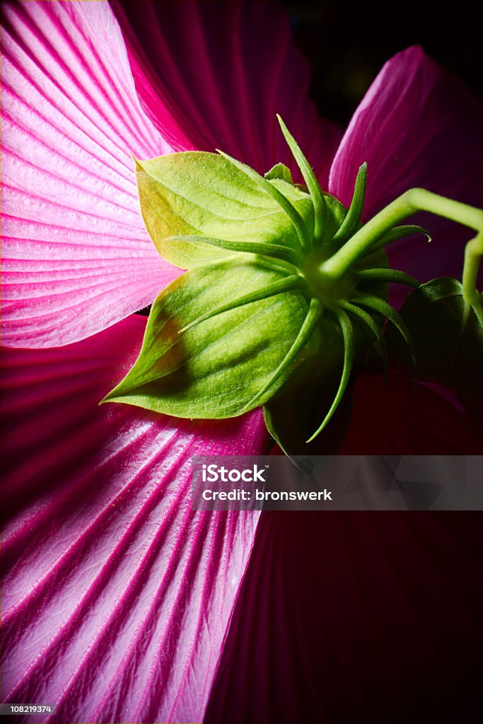 Púrpura Hibiscus desde atrás - Foto de stock de Una sola flor libre de derechos