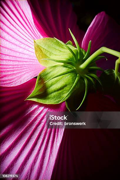 Púrpura Hibiscus Desde Atrás Foto de stock y más banco de imágenes de Una sola flor - Una sola flor, Cabeza de flor, Flash - Técnica de iluminación