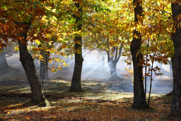 chestnut wald im herbst zeit - chestnut tree leaf sunlight tree stock-fotos und bilder