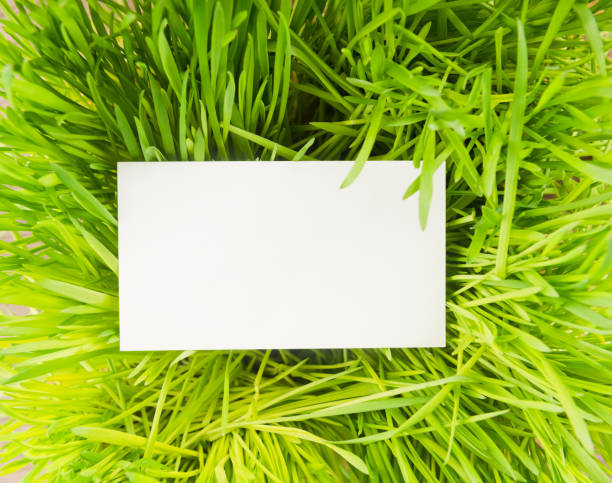 istock Blank white paper on green grass. 1082197112
