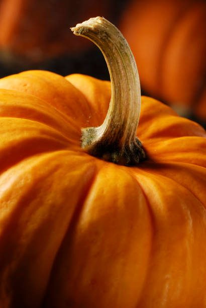 istock Close-up of Pumpkin 108219825