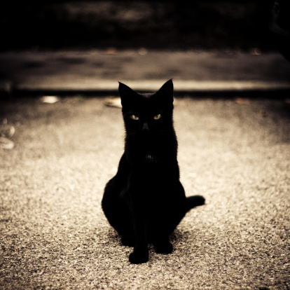 A very moody, square cropped portrait of a young black cat, standing baldly in the middle of a street, with shallow depth of field. Digital vignetting added for more drama. Ideal for conveying any Halloween or witch related concept.