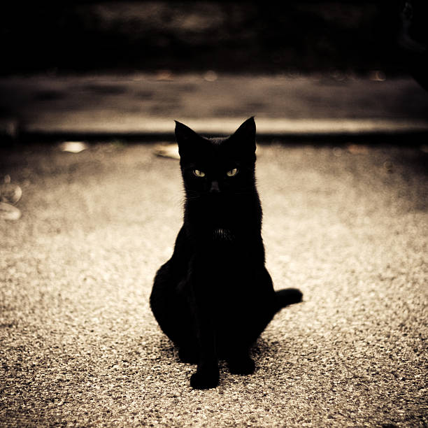 Portrait of a young black cat stock photo