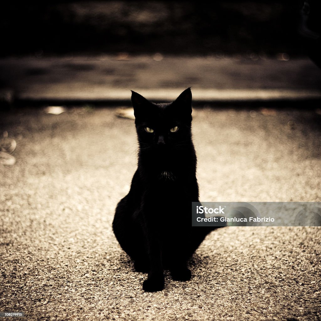 Portret Młody czarny Kot - Zbiór zdjęć royalty-free (Czarny kolor)