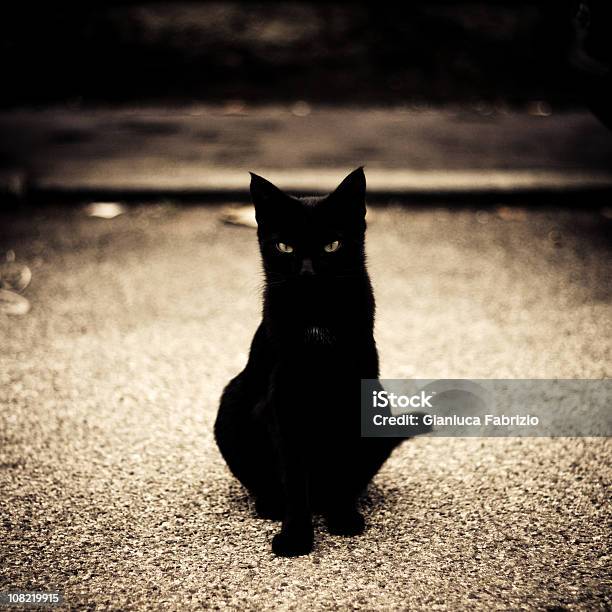Portret Młody Czarny Kot - zdjęcia stockowe i więcej obrazów Czarny kolor - Czarny kolor, Kot domowy, Ulica