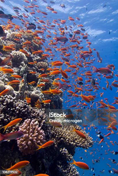 Tropical Fish School Stock Photo - Download Image Now - Saltwater Fish, School of Fish, Animal Themes