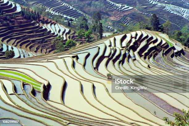 Arroz Terraces - Fotografias de stock e mais imagens de Agricultura - Agricultura, Ajardinado, Ao Ar Livre