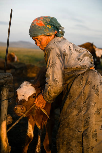 Mongolian woman in national clothing milking a yak, Central Mongolia.http://bem.2be.pl/IS/mongolia_380.jpg