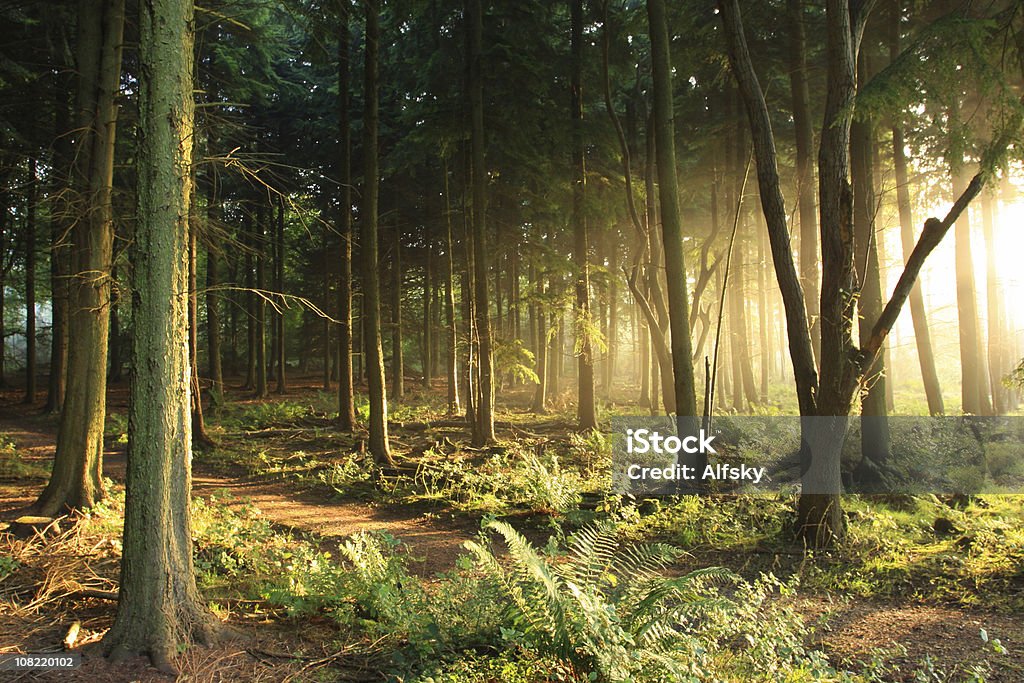 Lumière du matin - Photo de Forêt libre de droits