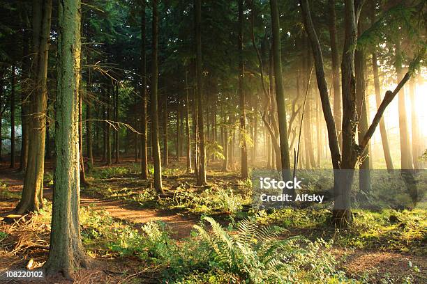 Manhã De Luz - Fotografias de stock e mais imagens de Floresta - Floresta, Mistério, Mata