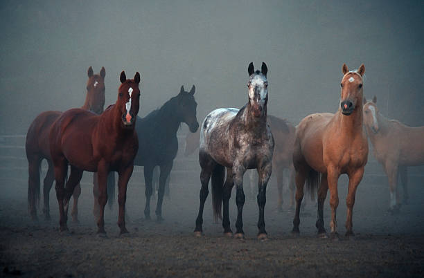 Horses, Ears Pointing Forward, Animal, Equestrian, Morning, Foggy, Outdoors stock photo