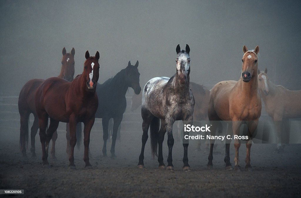 Cavalos, ouvidos virada para a frente, Animal, equitação, de manhã, ao ar livre, com nevoeiroweather forecast - Royalty-free Gado - Animal Doméstico Foto de stock