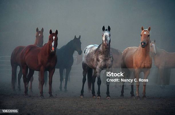 Cavalos Ouvidos Virada Para A Frente Animal Equitação De Manhã Ao Ar Livre Com Nevoeiroweather Forecast - Fotografias de stock e mais imagens de Gado - Animal Doméstico