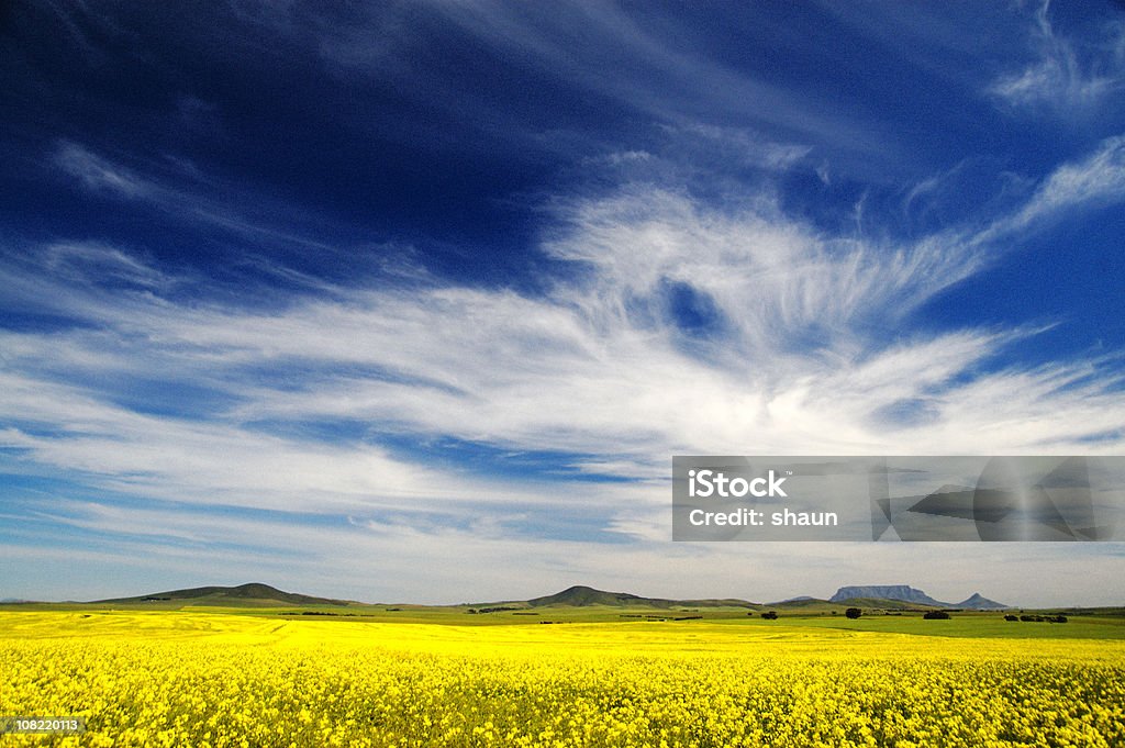 Canola Field contra el cielo azul con nubes - Foto de stock de Agricultura libre de derechos