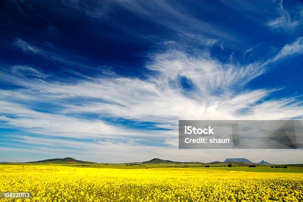 Canola Field Contra El Cielo Azul Con Nubes Foto de stock y más banco de imágenes de Agricultura - Agricultura, Aire libre, Azul