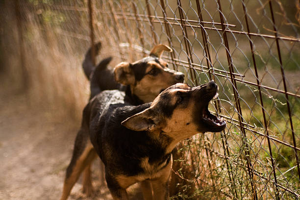 cani abbaiare - aggressione foto e immagini stock