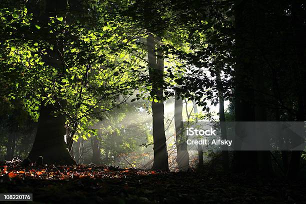 Luz Do Sol A Brilhar Através De Folhas No Chão - Fotografias de stock e mais imagens de Ao Ar Livre - Ao Ar Livre, Arbusto, Cena Não Urbana