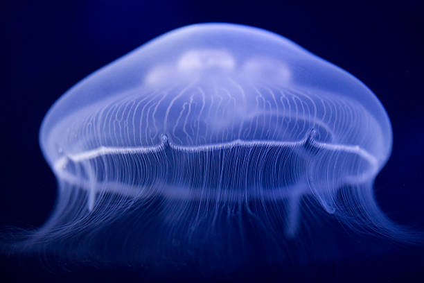 medusa azul - jellyfish fotografías e imágenes de stock