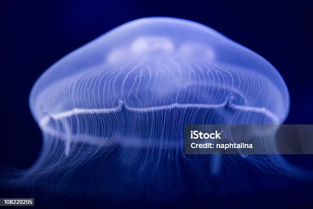 Blue Jellyfish - zdjęcia stockowe i więcej obrazów Meduza - Parzydełkowce - Meduza - Parzydełkowce, Fosforescencja, Rozjarzony