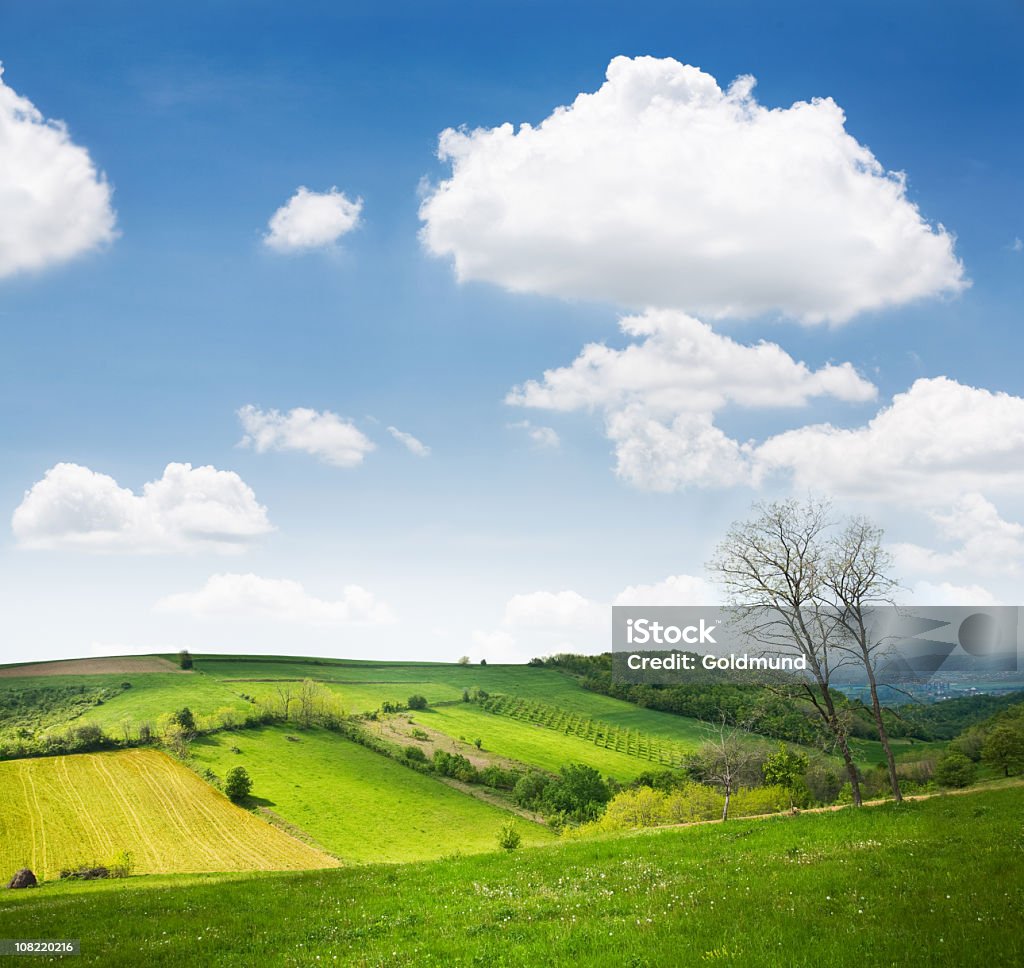 Farm ondulate colline in giornata di sole - Foto stock royalty-free di Albero