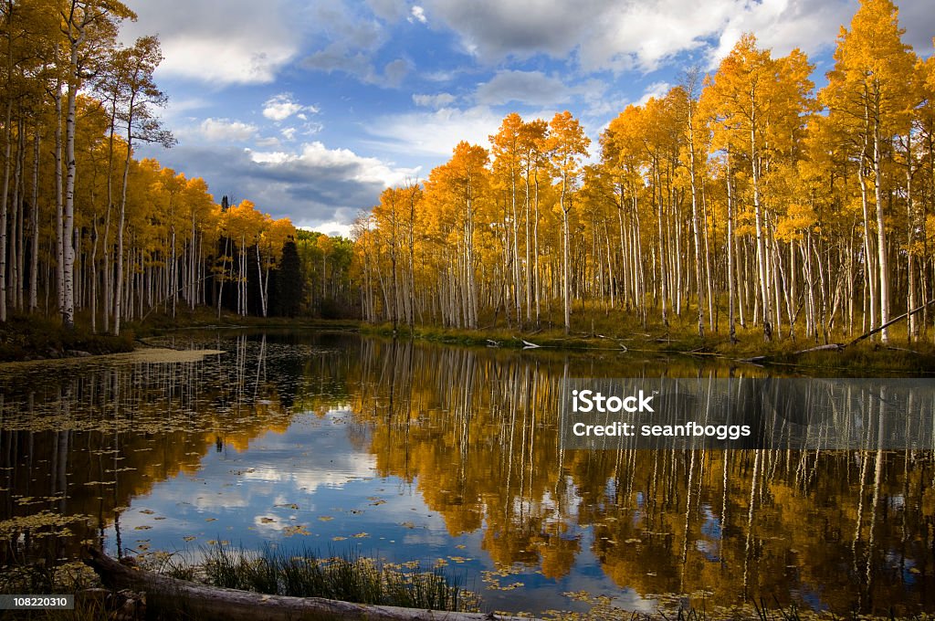 Aspen Forest with Reflection in a Pond lake at Autumn Aspen Forest with Reflection in a Pond lake at Autumn with copy-space. Autumn Stock Photo