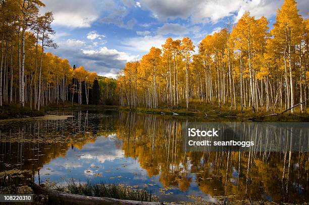 Aspen Forest With Reflection In A Pond Lake At Autumn Stock Photo - Download Image Now