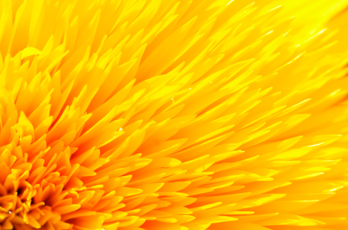 Close-up of Yellow Sunflower Petals