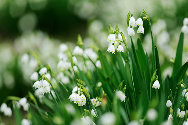 Wild flowers  lily of the valley stock pictures, royalty-free photos & images