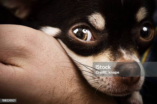 Sara The Chihuahua Stock Photo - Download Image Now - Chihuahua - Dog, Animal Whisker, Close-up