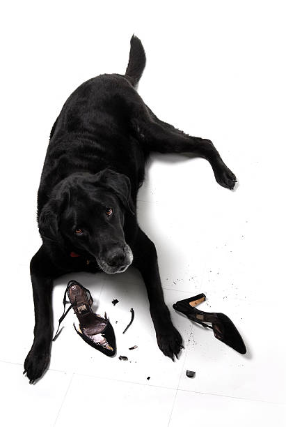 Black Labrador Retriever Dog with Demolished High Heel Shoes  dress shoe photos stock pictures, royalty-free photos & images