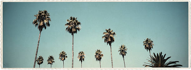 California Palms - Vintage Look Series
