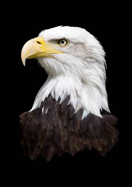 retrato de uma águia-isolada no fundo preto - north america bald eagle portrait vertical - fotografias e filmes do acervo