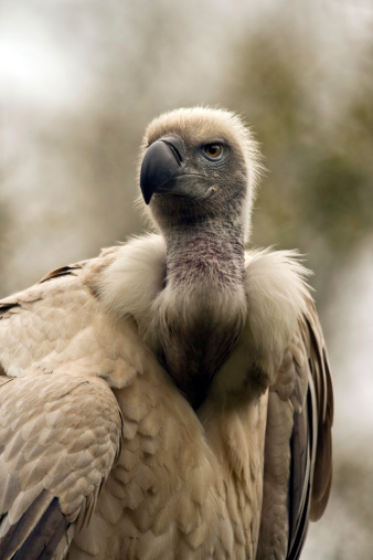 Cape Griffon Vulture\n\n[url=http://www.istockphoto.com/file_search.php?action=file&lightboxID=6879261] [img]http://www.kostich.com/birds2_banner.jpg[/img][/url]