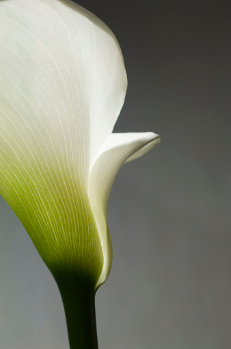 Beautiful white calla lily (arum) surrounded by dark green leaves.