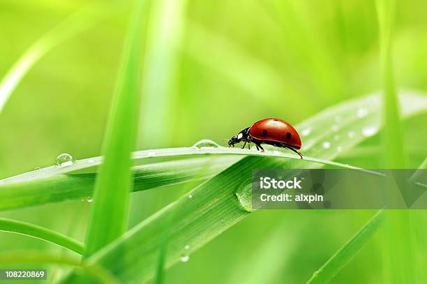 Coccinella Su Erba Con Gocce - Fotografie stock e altre immagini di Coccinella - Coccinella, Insetto, Foglia