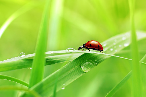 water droplets on a grass blade. Soft background, very shalow dof\n........................................................................................\n[b]Similar images[/b]\n[url=/file_closeup.php?id=7868106][img]/file_thumbview_approve.php?size=1&id=7868106[/img][/url] [url=/file_closeup.php?id=7289236][img]/file_thumbview_approve.php?size=1&id=7289236[/img][/url] [url=/file_closeup.php?id=7218495][img]/file_thumbview_approve.php?size=1&id=7218495[/img][/url]\n[url=search/lightbox/7472414 t=_blank][img]http://lh3.ggpht.com/_3vVIpmMNCfM/SzIFYMcwuMI/AAAAAAAAAC8/qmx89n-bnXE/nature_n_landscapes.jpg[/img][/url]