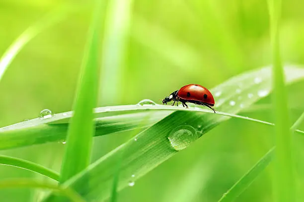 Photo of Close up view of ladybug on blade of grass 
