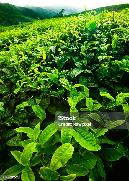 茶プランテーション - 緑色のストックフォトや画像を多数ご用意 - 緑色, カラー画像, クローズアップ