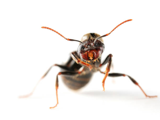 Black ants are hardworking, social insects with complex colony structures.